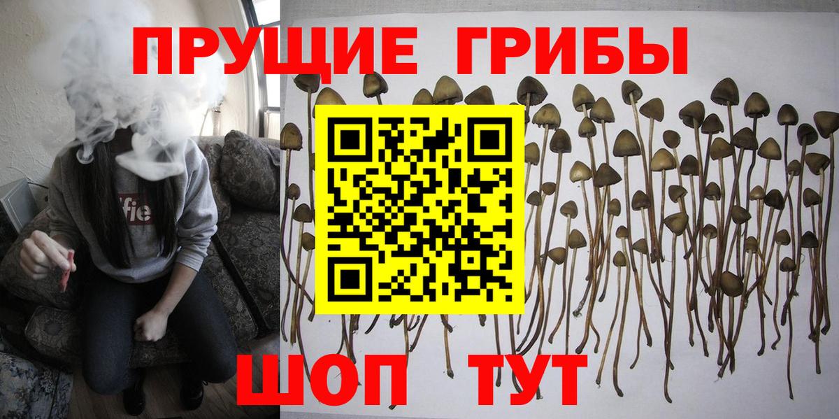 Псилоцибиновые грибы Psilocybe Нефтеюганск